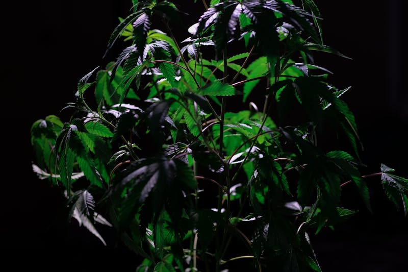 Como Funciona a Cannabis Medicinal no Organismo Humano